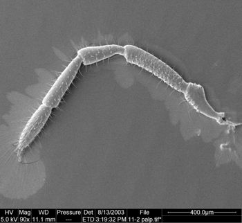 Media type: image;   Invertebrate Zoology 134647